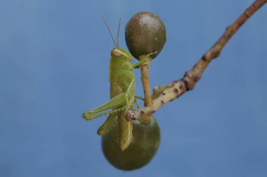 Parlak yeşil renkli genç bir çekirge genç bir avokadoyu yiyor. Bu böcekler taze yaprak, çiçek ve meyve yemeyi severler..