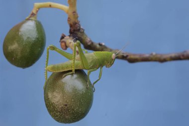 Parlak yeşil renkli genç bir çekirge genç bir avokadoyu yiyor. Bu böcekler taze yaprak, çiçek ve meyve yemeyi severler..