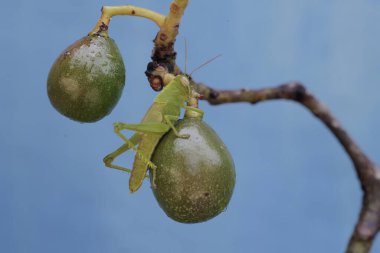 Parlak yeşil renkli genç bir çekirge genç bir avokadoyu yiyor. Bu böcekler taze yaprak, çiçek ve meyve yemeyi severler..