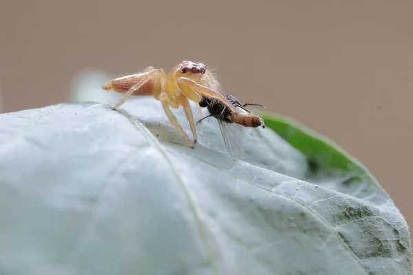 Eine Gelbe Springspinne Jagt Eine Fliege Gebüsch Dieses Insekt Ist — Stockfoto