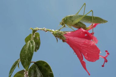 Uzun bacaklı bir çekirge kır çiçekleriyle besleniyor. Bu böceğin bilimsel adı Mecopoda nipponensis..