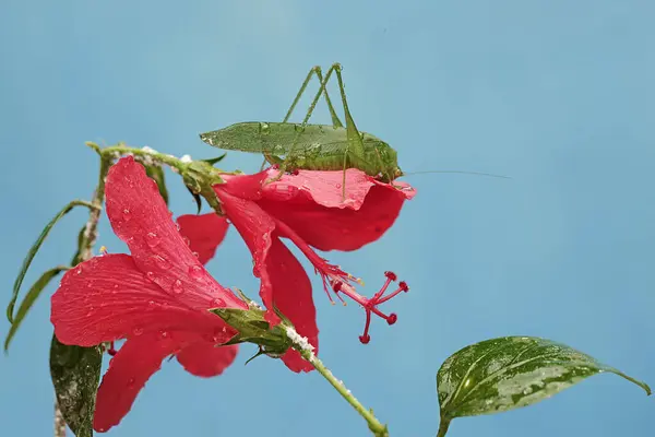 Saltamontes Patas Largas Alimenta Flores Silvestres Este Insecto Tiene Nombre —  Fotos de Stock