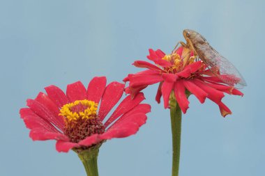 Bir akşam ağustos böceği kağıttan bir çiçekte yiyecek arıyor. Bu böceğin bilimsel adı Tanna japonensis.