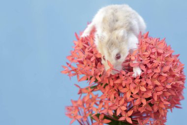 Bir Campbell cüce hamster Çin ixora çiçekleri koleksiyonunda av arıyor. Bu kemirgenin bilimsel adı Phodopus kampbelli..