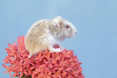 Bir Campbell cüce hamster Çin ixora çiçekleri koleksiyonunda av arıyor. Bu kemirgenin bilimsel adı Phodopus kampbelli..