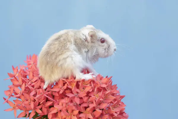 キャンベル ドワーフ ハムスターが中国の花のコレクションで獲物を狩っている このロデントは科学的な名前を持っています Phodopus Campbelli — ストック写真
