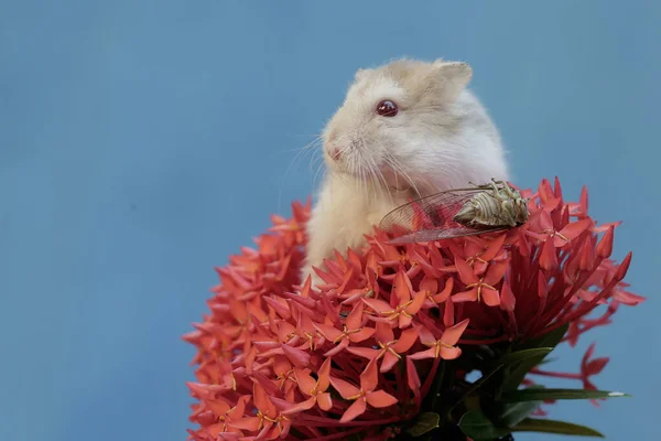 キャンベル ドワーフ ハムスターは 中国のナポラの花の集団で夜のシナダを獲る このロデントは科学的な名前を持っています Phodopus Campbelli — ストック写真