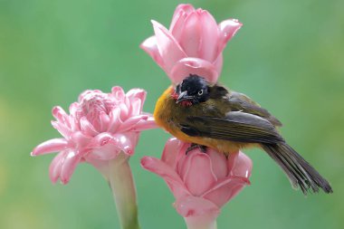 Siyah ibikli bir bulbul, kızıl çiçeklerdeki küçük böcekleri avlıyor. Bu tatlı sesli kuşun bilimsel adı Pycnonotus melanicterus.