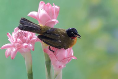 Siyah ibikli bir bulbul, kızıl çiçeklerdeki küçük böcekleri avlıyor. Bu tatlı sesli kuşun bilimsel adı Pycnonotus melanicterus.