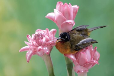 Siyah ibikli bir bulbul, kızıl çiçeklerdeki küçük böcekleri avlıyor. Bu tatlı sesli kuşun bilimsel adı Pycnonotus melanicterus.