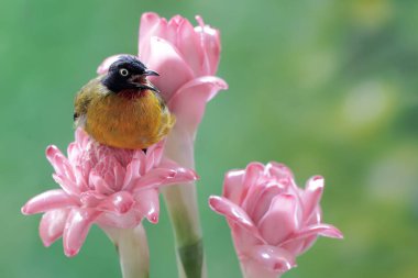 Siyah ibikli bir bulbul, kızıl çiçeklerdeki küçük böcekleri avlıyor. Bu tatlı sesli kuşun bilimsel adı Pycnonotus melanicterus.