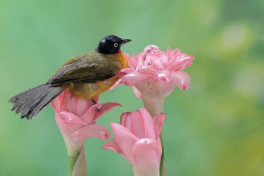 Siyah ibikli bir bulbul, kızıl çiçeklerdeki küçük böcekleri avlıyor. Bu tatlı sesli kuşun bilimsel adı Pycnonotus melanicterus.