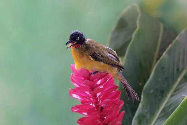 一只黑冠球茎正在寻找红色姜花中的小昆虫 这只声音甜美的鸟的学名是 Pycnonotus Melanicterus — 图库照片