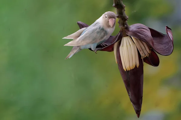 ⬇ Скачать Картинки Bird Has A Flower, Стоковые Фото Bird Has A.