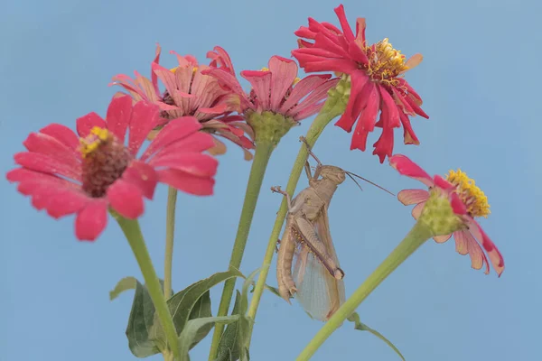 A grasshopper has just gone through the process of molting. This process is one of the life phases of grasshoppers.