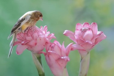 Bir kanarya kuşu kızıl çiçeklerdeki küçük böcekleri avlıyor. Bu tatlı sesli kuşun bilimsel adı Serinus Canaria..