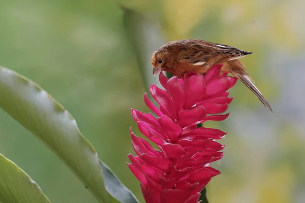 一只金丝雀正在用红色的姜花猎取小昆虫 这只声音甜美的鸟的学名是 Serinus Canaria — 图库照片