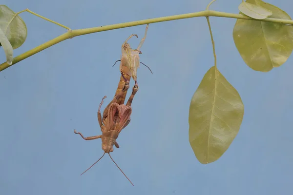A grasshopper is going through the process of molting. This process is one of the life phases of grasshoppers.