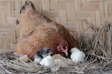 Bir Brahma tavuğu yumurtadan yeni çıkmış yavrularına bakıyor. Büyük duruşu ve vücut ağırlığı olan bu tavuğun bilimsel adı Gallus Gallus domesticus..