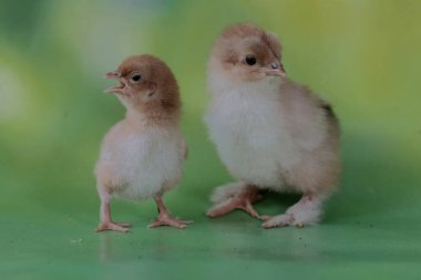 İki Brahma civcivi yumurtadan çıktı. Büyük duruşu ve vücut ağırlığı olan bu tavuğun bilimsel adı Gallus Gallus domesticus..