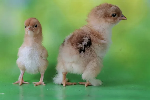 两只婆罗门小鸡刚从蛋中孵出 这只体形和体重都很大的鸡的学名是 家鸭胆汁 — 图库照片