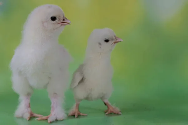 两只婆罗门小鸡刚从蛋中孵出 这只体形和体重都很大的鸡的学名是 家鸭胆汁 — 图库照片