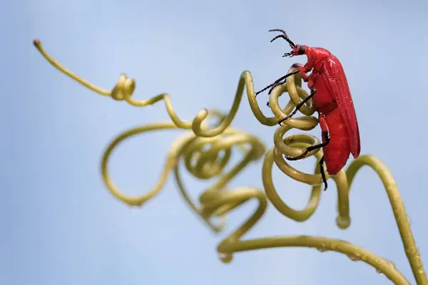 Red Headed Cardinal Beetle Looking Food Tendrils Vine Beautiful Colored — Stock Photo, Image