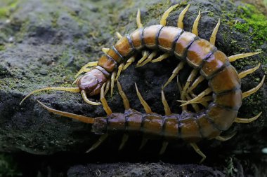 Bir kırkayak yosun kaplı bir kayanın üzerinde avını arıyor. Bu çoklu bacaklı hayvanın bilimsel adı Scolopendra Morsitans..