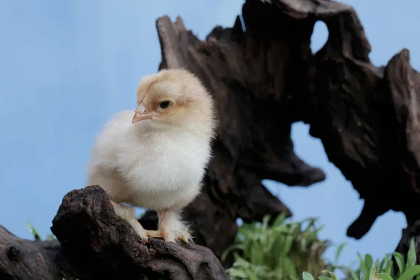 一个刚从鸡蛋里孵出的婆罗门小鸡 这只体形和体重都很大的鸡的学名是 家鸭胆汁 — 图库照片
