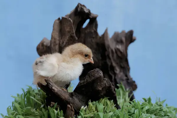 一个刚从鸡蛋里孵出的婆罗门小鸡 这只体形和体重都很大的鸡的学名是 家鸭胆汁 — 图库照片