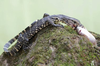 Genç bir kurtarıcı, yosun tutmuş bir kayanın üzerindeki büyük bir balığı avlıyor. Bu sürüngenin bilimsel adı Varanus kurtarıcıdır..
