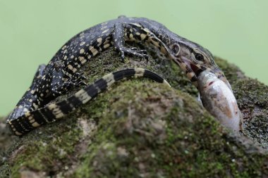 Genç bir kurtarıcı, yosun tutmuş bir kayanın üzerindeki büyük bir balığı avlıyor. Bu sürüngenin bilimsel adı Varanus kurtarıcıdır..