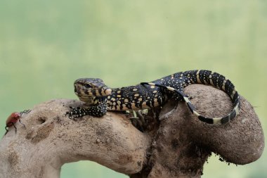 Genç bir kurtarıcı gözlemcisi kertenkele kuru bir bambu ağacının gövdesindeki kardinal bir böceği avlamaya hazır. Bu sürüngenin bilimsel adı Varanus kurtarıcıdır..