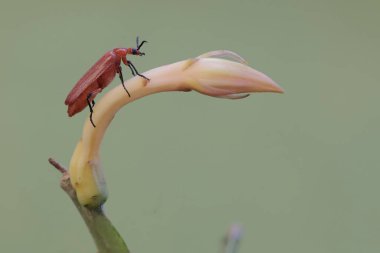 Kızıl saçlı bir kardinal böceği bir Hollandalı 'nın pipo çiçeğini arıyor. Bu güzel renkli böceğin bilimsel adı Pyrochroa Serraticornis..