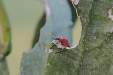 Kızıl saçlı bir kardinal böceği bir Hollandalı 'nın pipo çiçeğini arıyor. Bu güzel renkli böceğin bilimsel adı Pyrochroa Serraticornis..