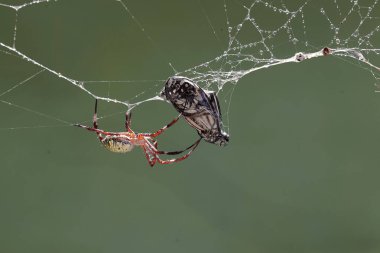 Bir Hawaii bahçe örümceği ördüğü ağda hapsolmuş bir kelebeği yemeye hazır. Bu sarı örümceğin bilimsel adı Argiope appensa..