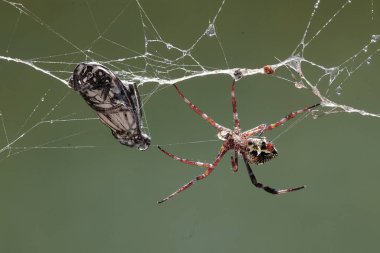 Bir Hawaii bahçe örümceği ördüğü ağda hapsolmuş bir kelebeği yemeye hazır. Bu sarı örümceğin bilimsel adı Argiope appensa..