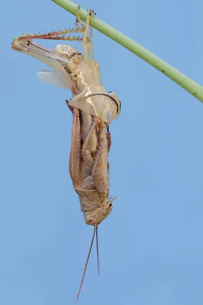A grasshopper is going through the process of molting. This process is one of the life phases of grasshoppers.