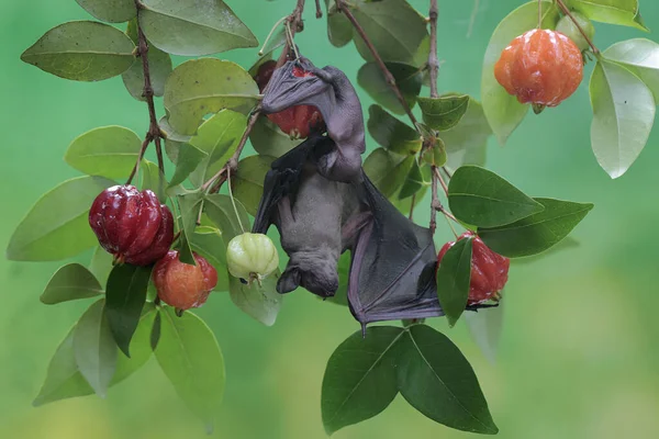 Mother Short Nosed Fruit Bat Resting While Holding Her Baby — Stock Photo, Image