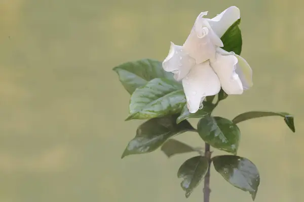Gardenia flower is in full bloom. This fragrant white flower has the scientific name Gardenia augusta.