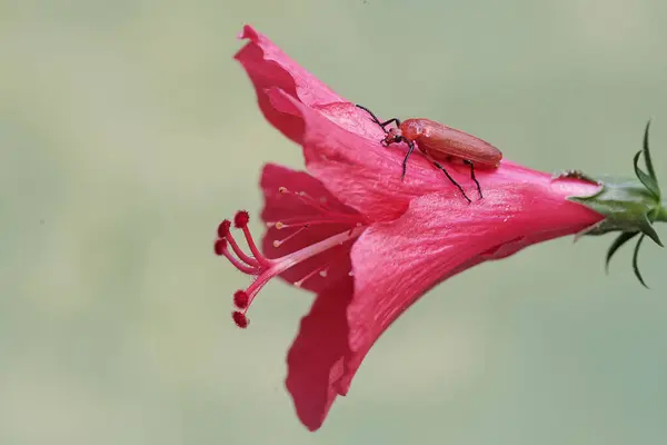 Escarabajo Cardenal Pelirrojo Está Comiendo Wilflower Este Hermoso Insecto Color —  Fotos de Stock