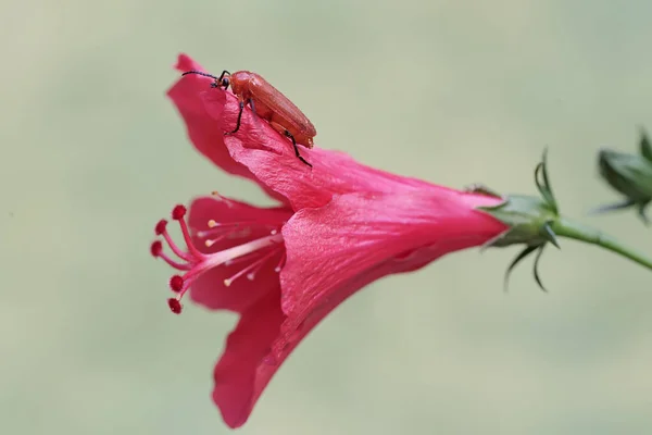 붉은머리카디널딱정벌레가야생화를먹고있습니다 아름다운 곤충은 과학적인 Pyrochroa Serraticornis 있습니다 — 스톡 사진