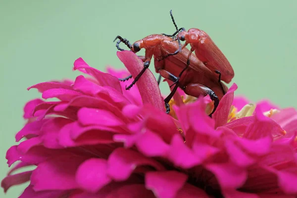 Pair Red Headed Cardinal Beetles Eating Wildflowers Beautiful Colored Insect — Stock Photo, Image