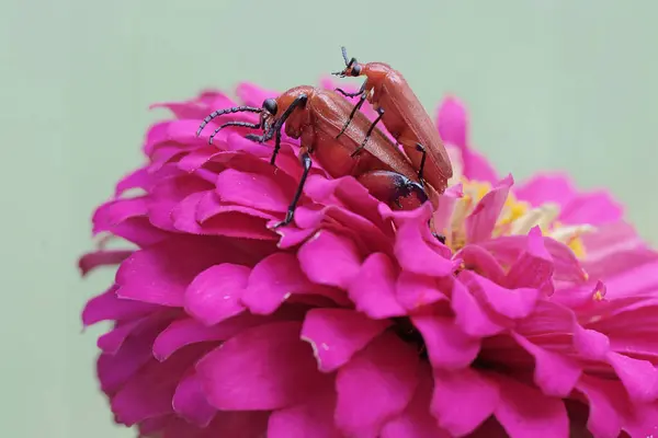 Par Escarabajos Cardinales Pelirrojos Están Comiendo Flores Silvestres Este Hermoso —  Fotos de Stock