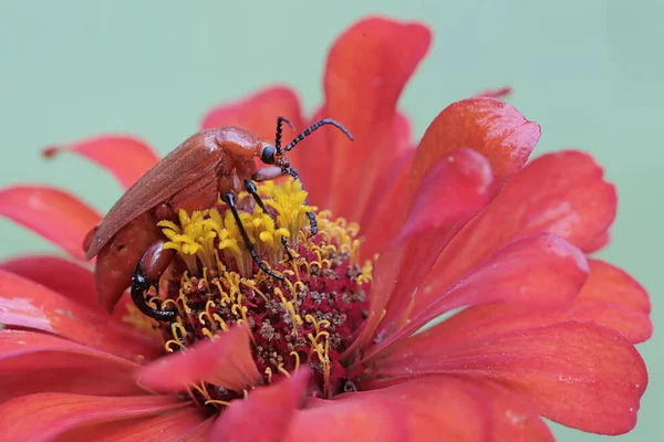 Red Headed Cardinal Beetle Eating Wilflower Beautiful Colored Insect Has — Stock Photo, Image