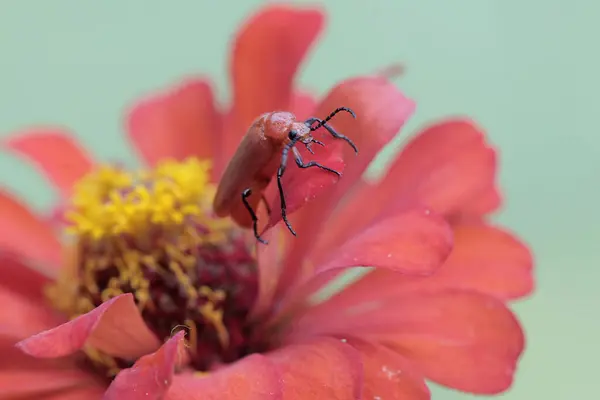 Red Headed Cardinal Beetle Eating Wilflower Beautiful Colored Insect Has — Stock Photo, Image