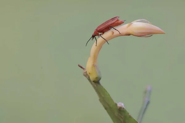 Red Headed Cardinal Beetle Foraging Dutchman Pipe Flower Beautiful Colored — Stock Photo, Image