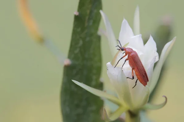 Red Headed Cardinal Beetle Foraging Dutchman Pipe Flower Beautiful Colored — Stock Photo, Image