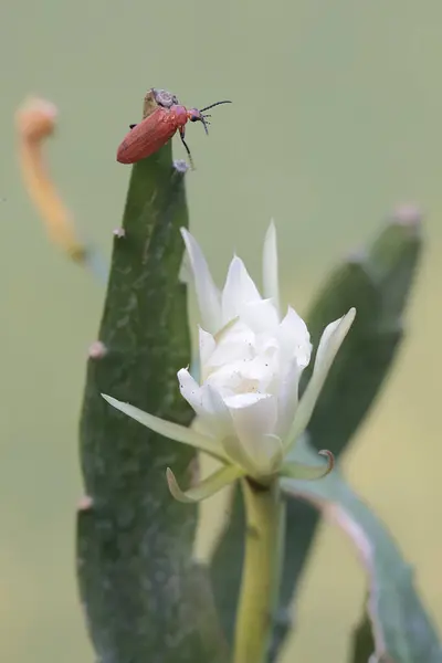 A red-headed cardinal beetle is foraging on a Dutchman's pipe flower. This beautiful colored insect has the scientific name Pyrochroa serraticornis.