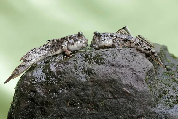 stock image Two barred mudskippers resting on a rock by the river mouth. This fish, which is mostly done in the mud, has the scientific name Periophthalmus argentilineatus.